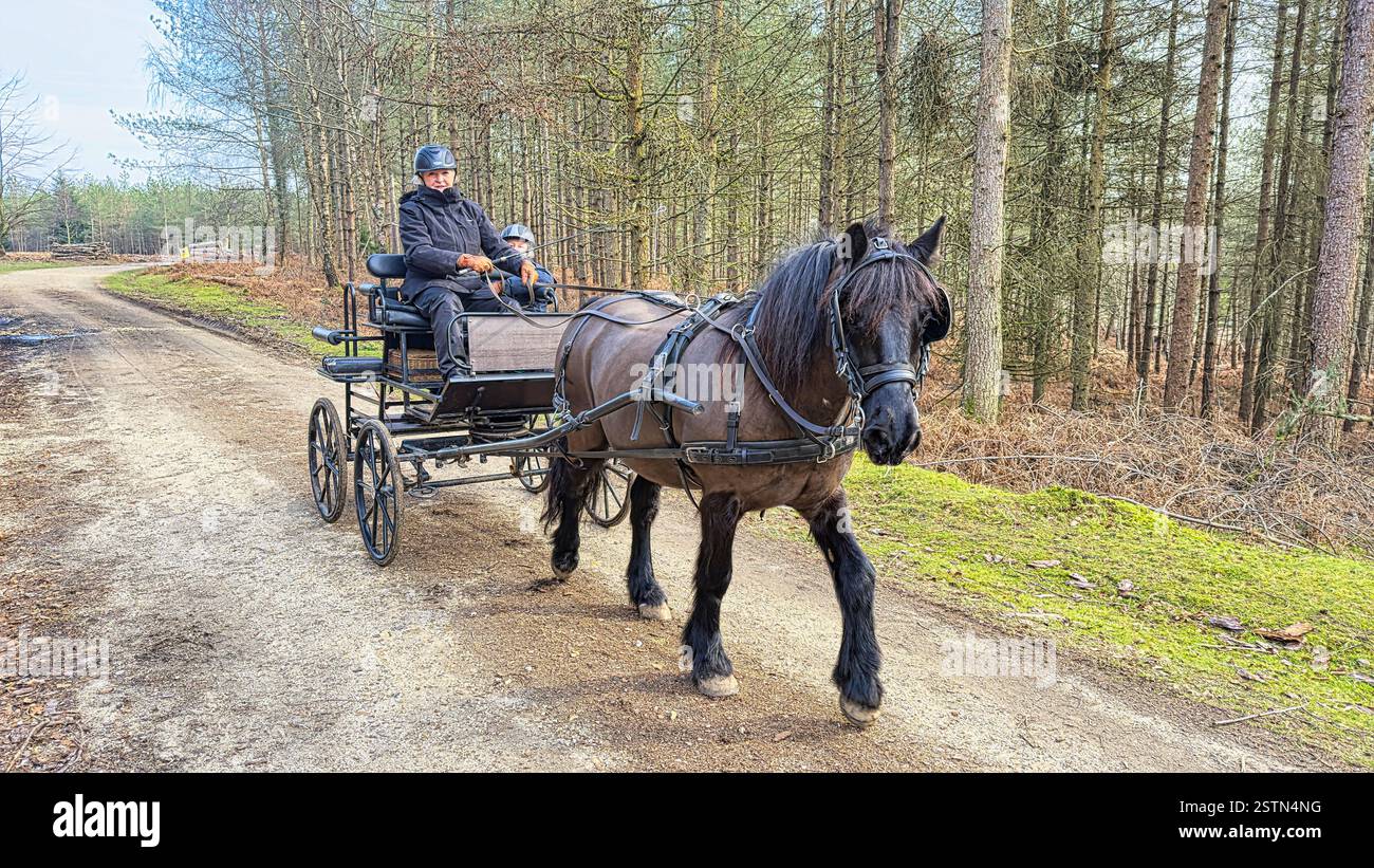 Giro in carrozza a cavallo nel New Forest National Park - Immagine stock catturata con smartphone