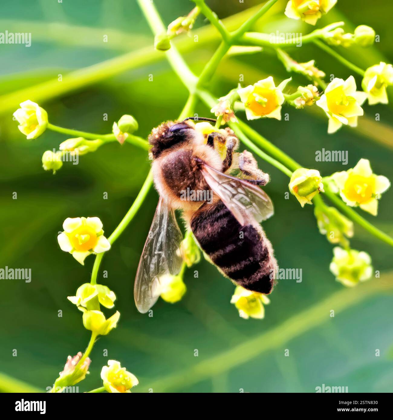 Mellifera di Apis Foto Stock