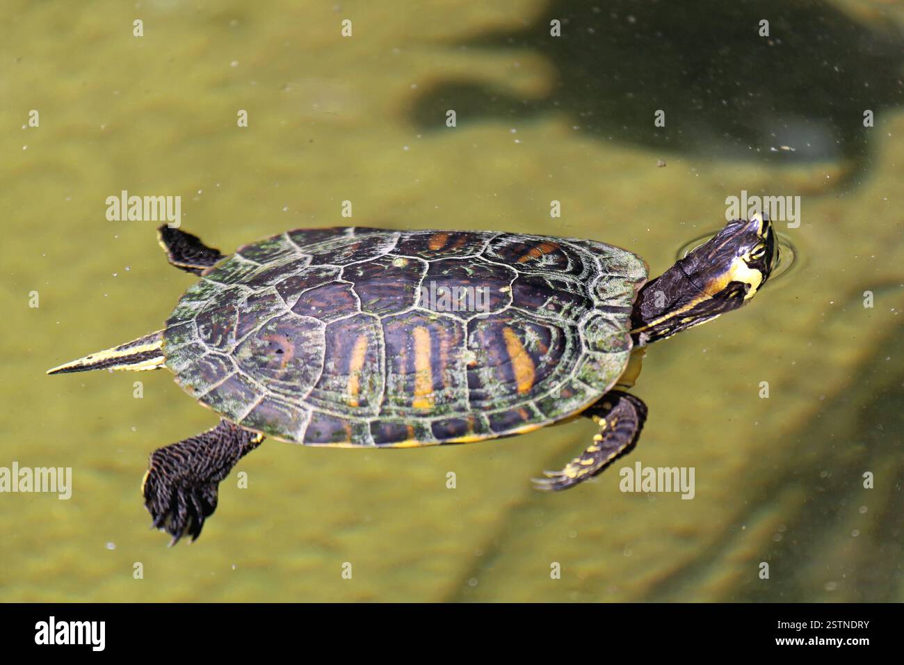 Tartaruga Foto Stock