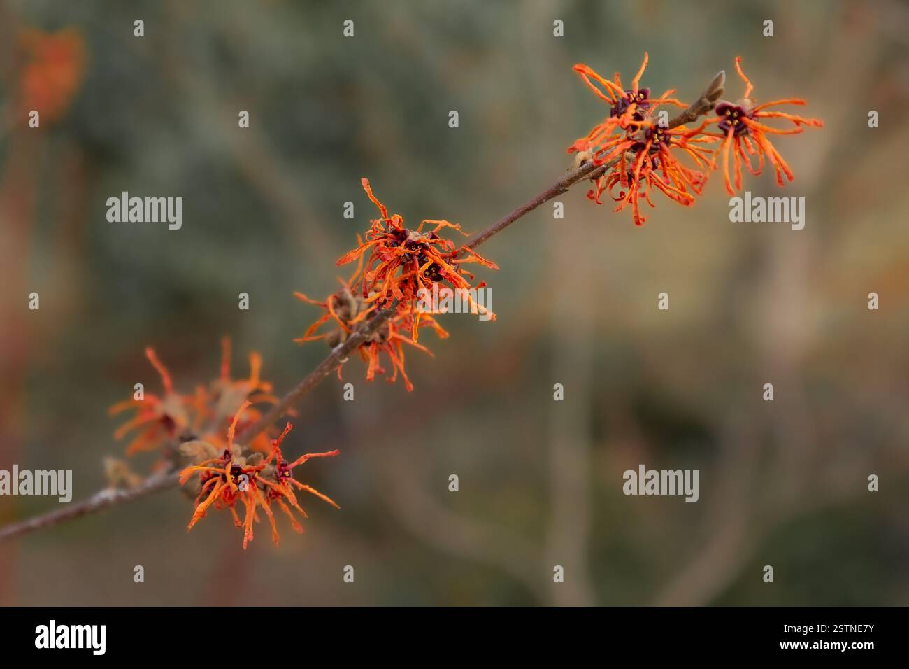 Hamamelis intermedia Feuerzauber - Strega magica del fuoco Hazel. Questo arbusto fiorito d'arancia dona colore (colore) a un giardino d'inverno. Foto Stock