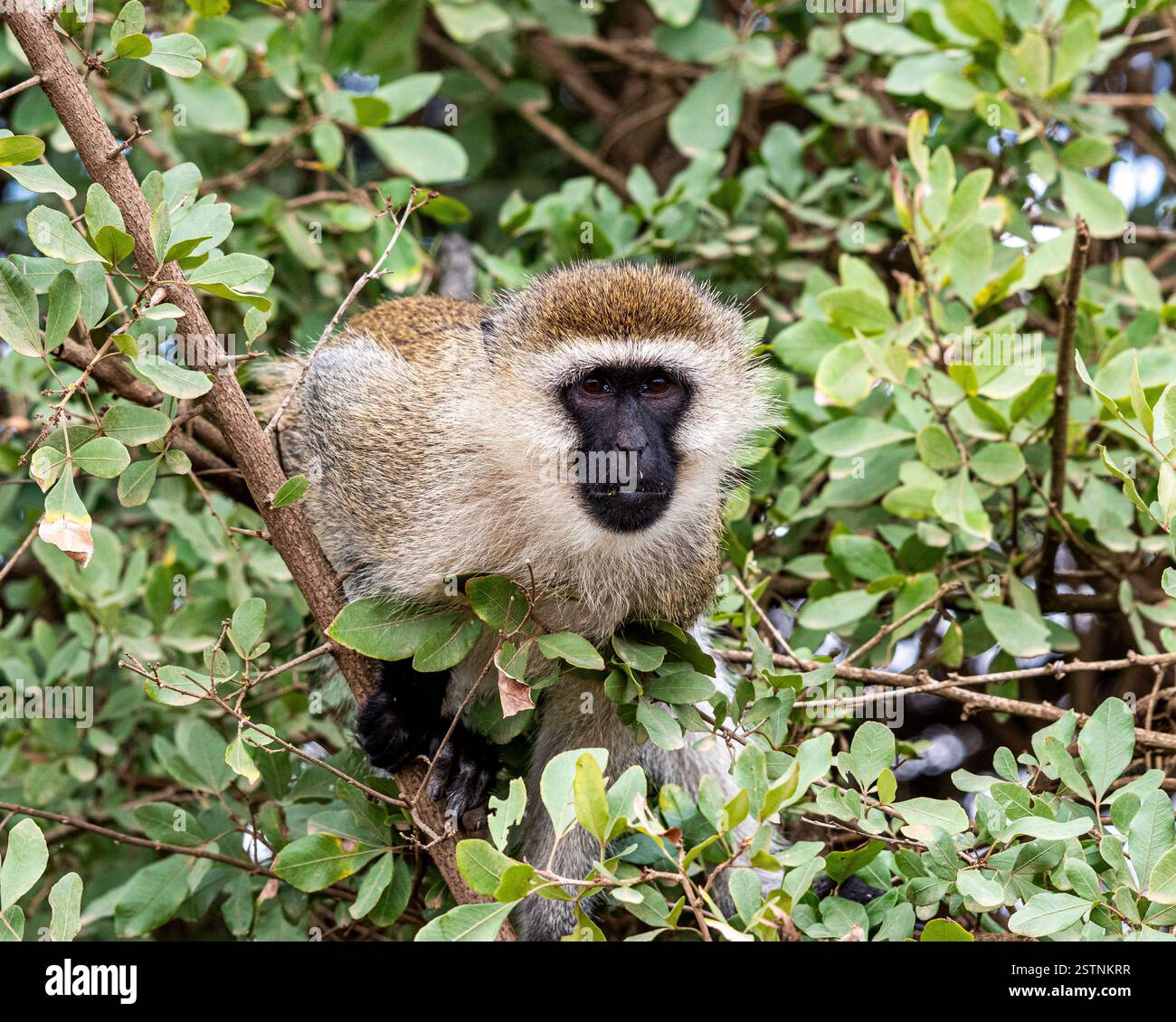 Scimmia di Vervet Foto Stock