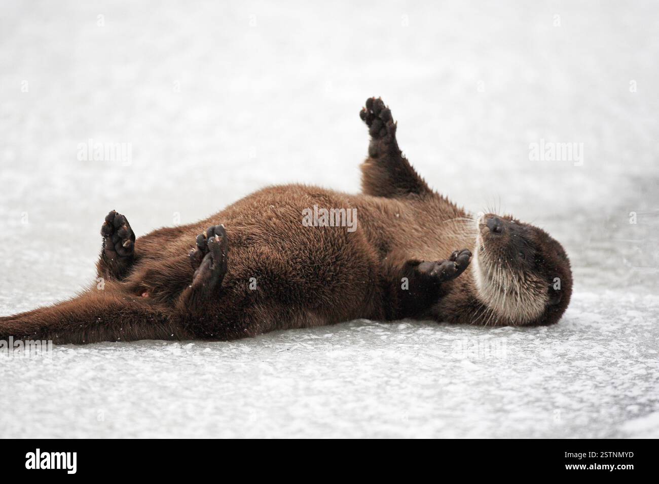 Una lontra eurasiatica selvaggia (Lutra lutra) sfrega il prurito contro il ghiaccio di un fiume ghiacciato in Finlandia Foto Stock
