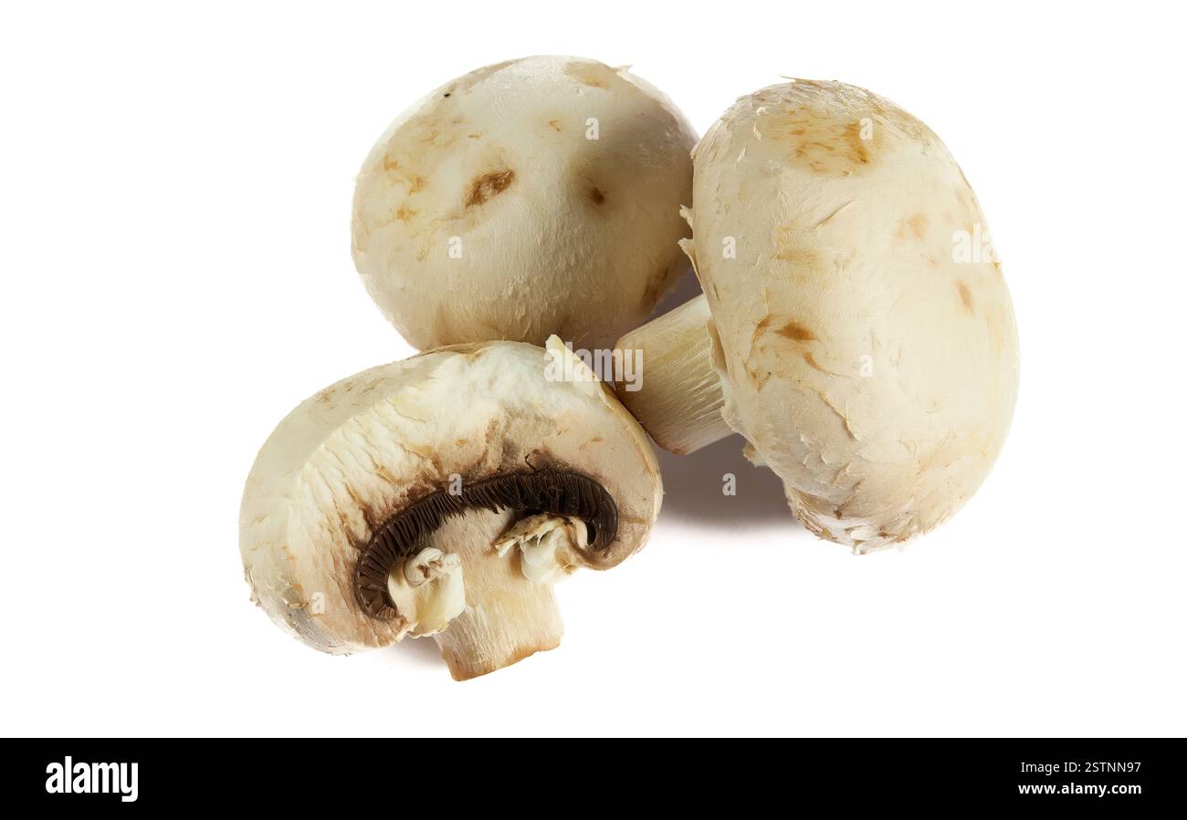 fungo su sfondo bianco. Foto Stock