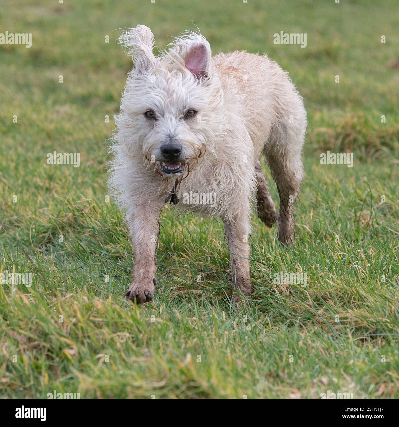 il cane labradoodle corre verso la macchina fotografica Foto Stock