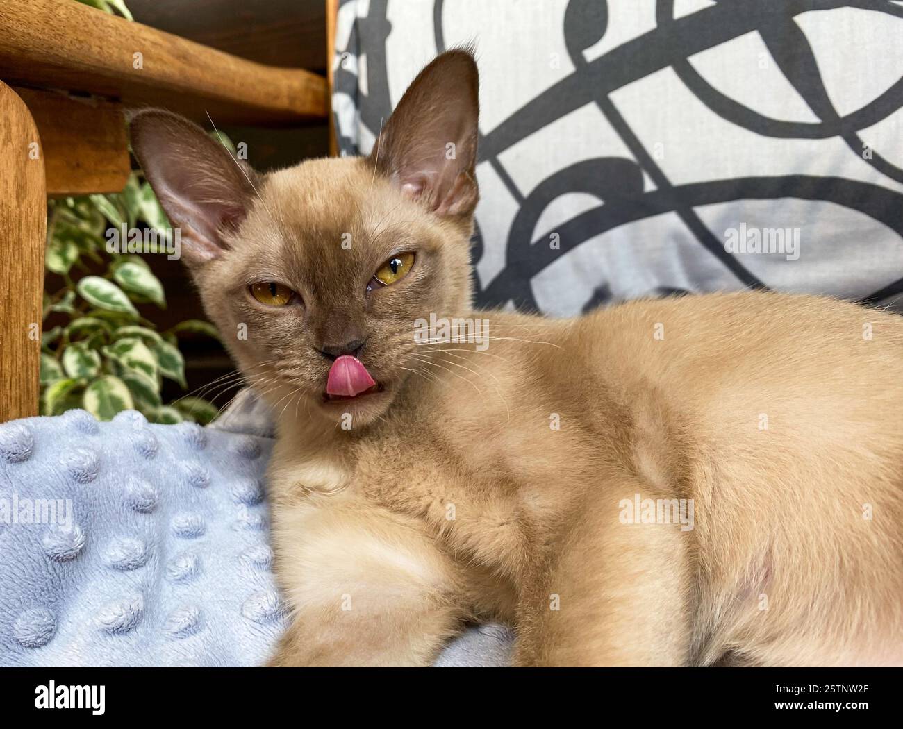 Giovane gatto birmano che giace sulla sedia. - Immagine stock catturata con smartphone
