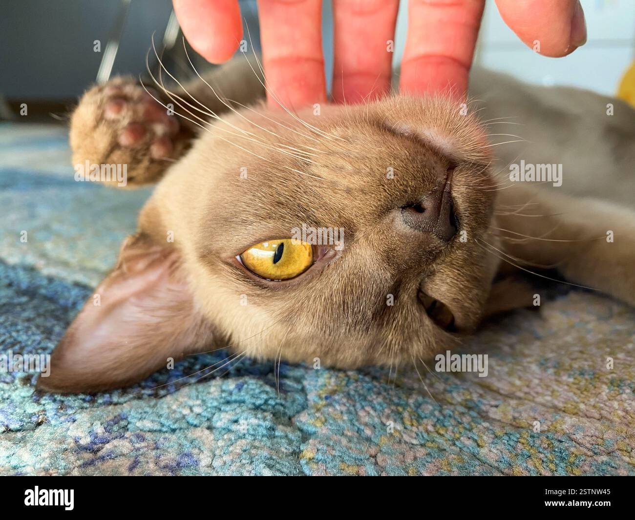 Giovane gatto birmano che giace a terra - Immagine stock catturata con smartphone