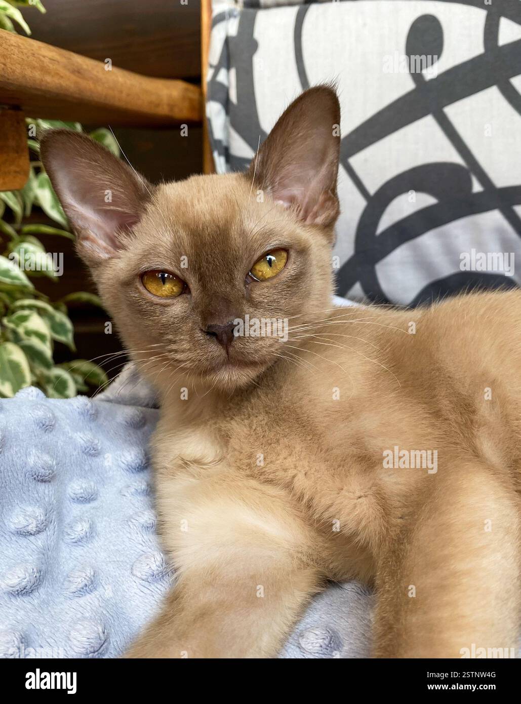 Giovane gatto birmano che giace sulla sedia. - Immagine stock catturata con smartphone
