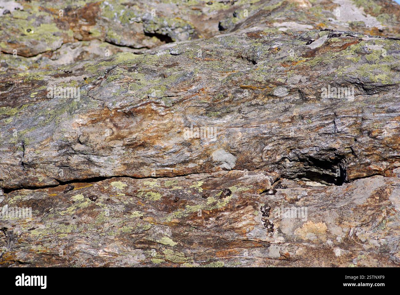 Diverse varietà di piccoli licheni su una roccia Foto Stock