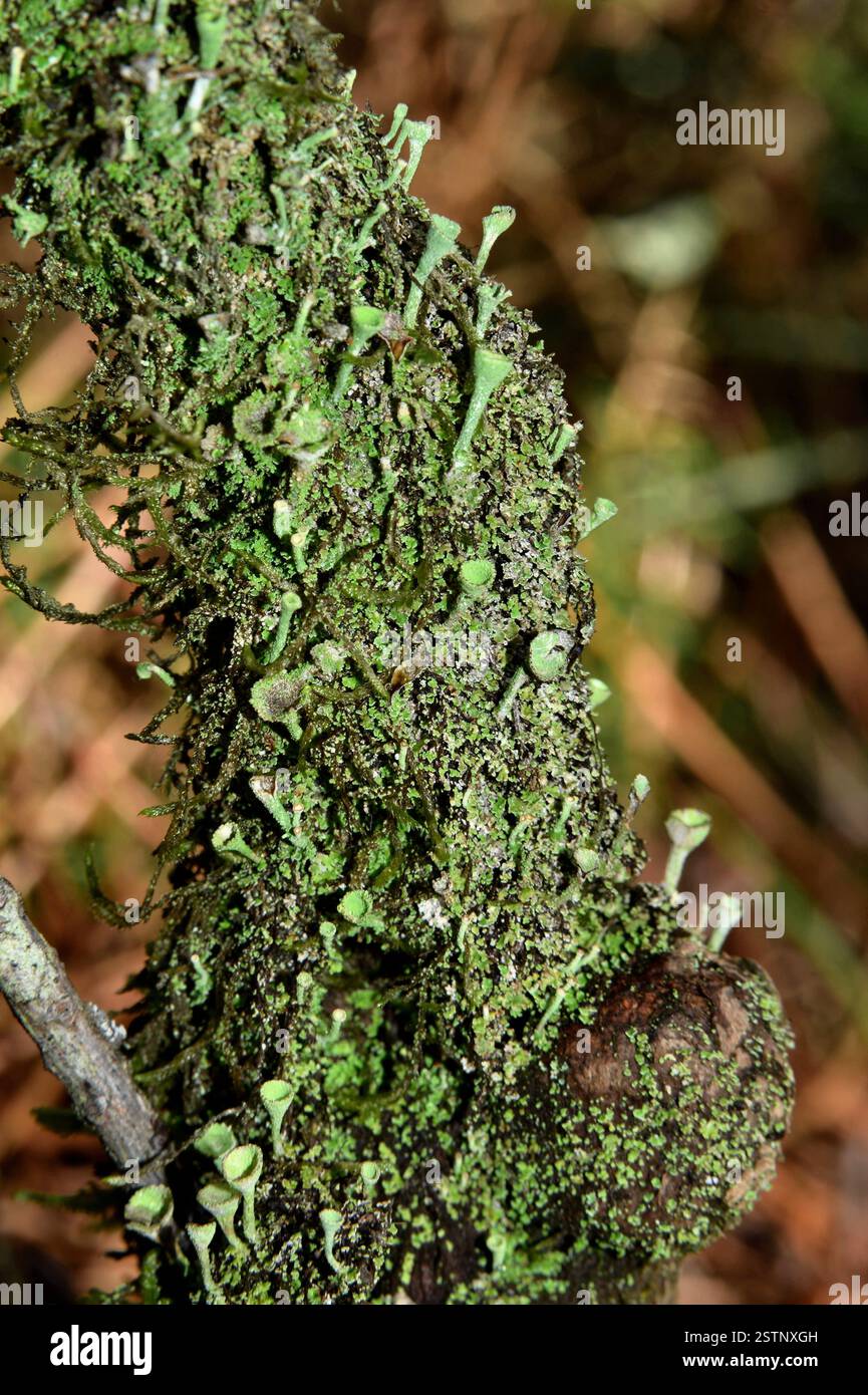 Varietà diverse di muschi e licheni con una forma rara Foto Stock