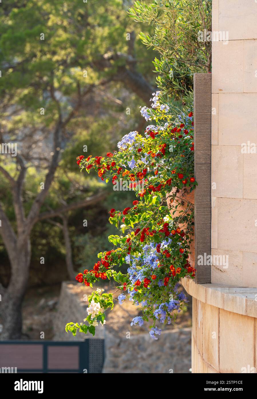 Fiori luminosi e colorati in vasi fuori casa. Port de Soller, Mallorca. Atmosfera mediterranea estiva. Foto interna Foto Stock