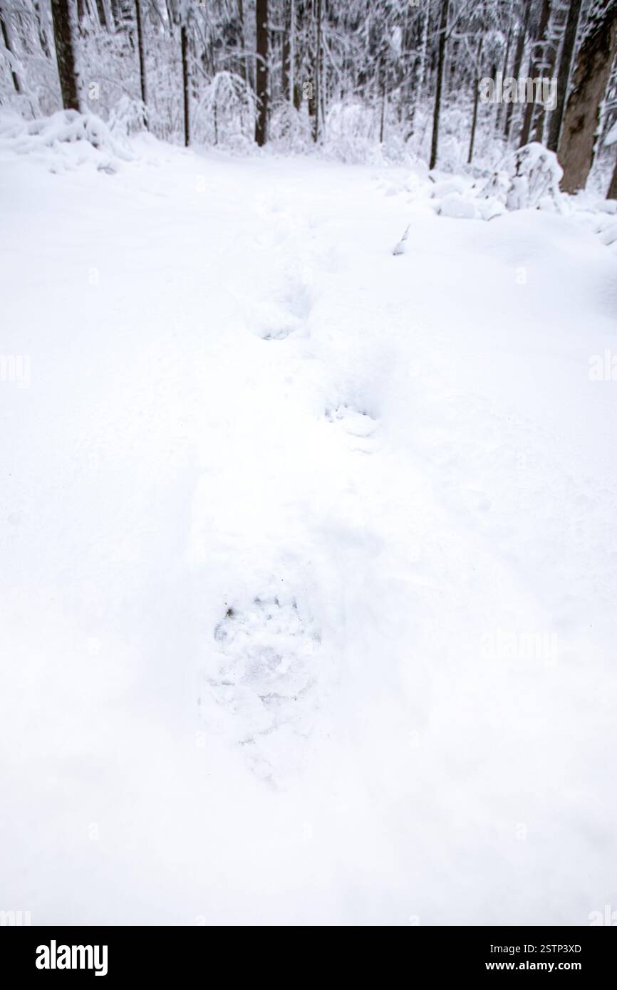 Una pista di orsi dopo una tempesta di neve in una neve fresca nella foresta primordiale di Kocevski rog nella regione di Dolenjska, slovenia Foto Stock
