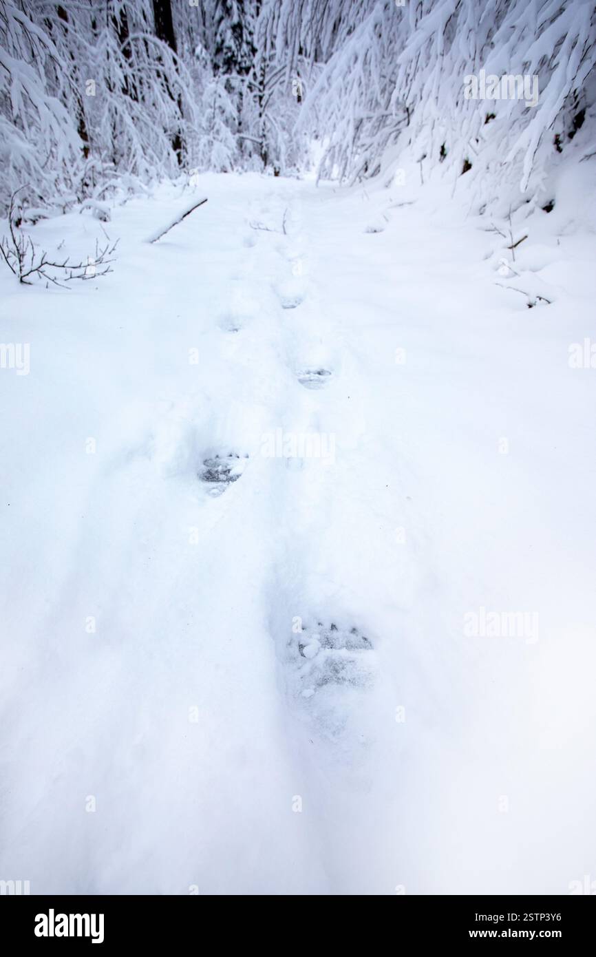 Una pista di orsi dopo una tempesta di neve in una neve fresca nella foresta primordiale di Kocevski rog nella regione di Dolenjska, slovenia Foto Stock