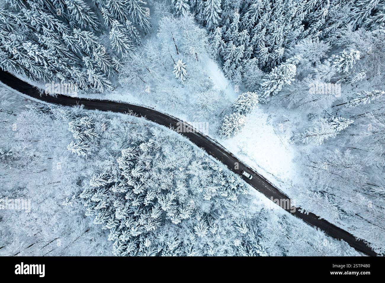 Veduta aerea di un'auto bianca che guida su una strada di montagna tortuosa e curvante in una pineta, paesaggio invernale con alti pini ricoperti di neve Foto Stock