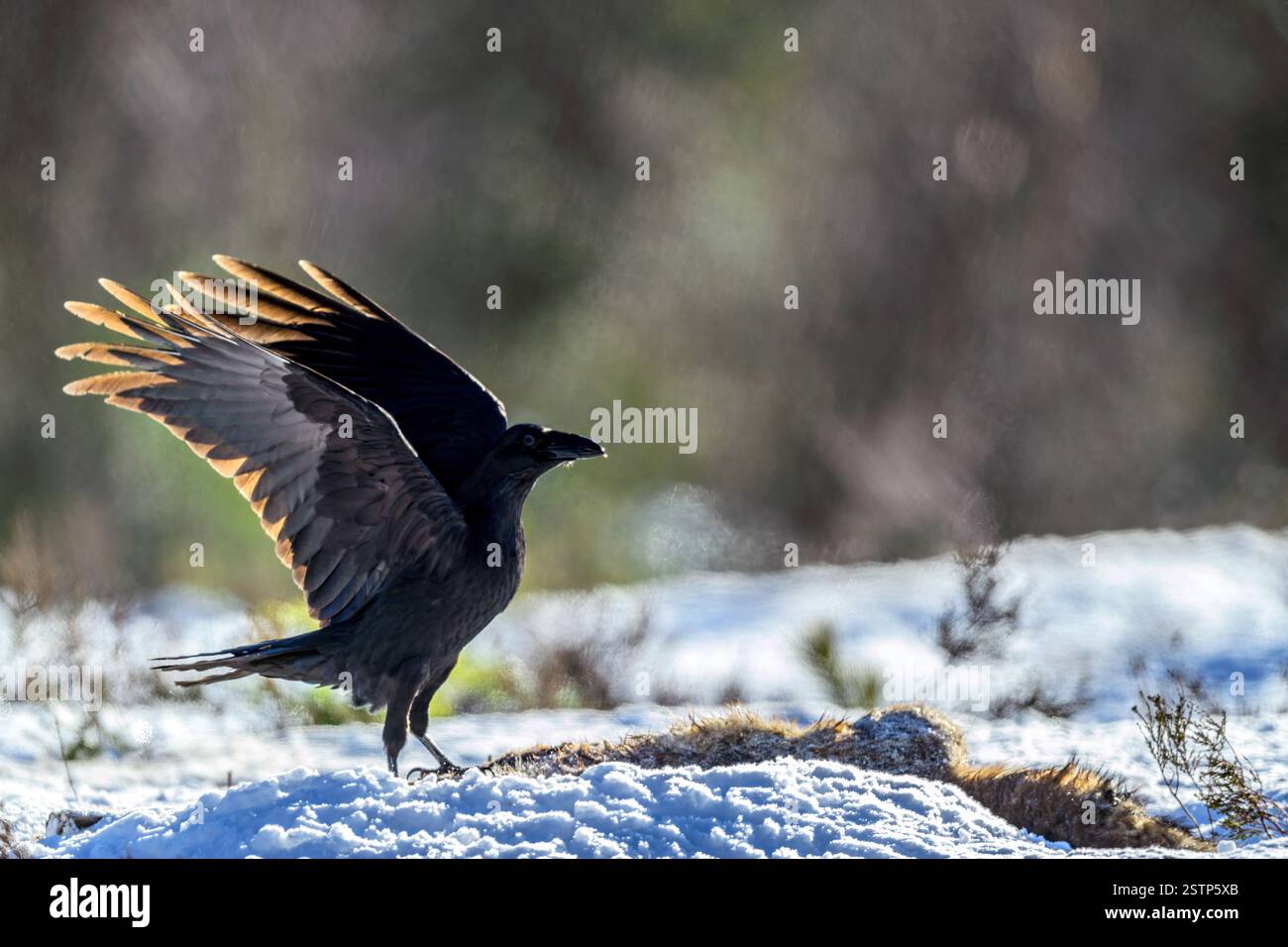 Common Raven (Corvus corax) atterra su una preda. Foto da Marnadal, Norvegia meridionale a febbraio. Foto Stock Common Raven (Corvus corax) atterra su una preda. Foto da Marnadal, Norvegia meridionale a febbraio. Foto Stock