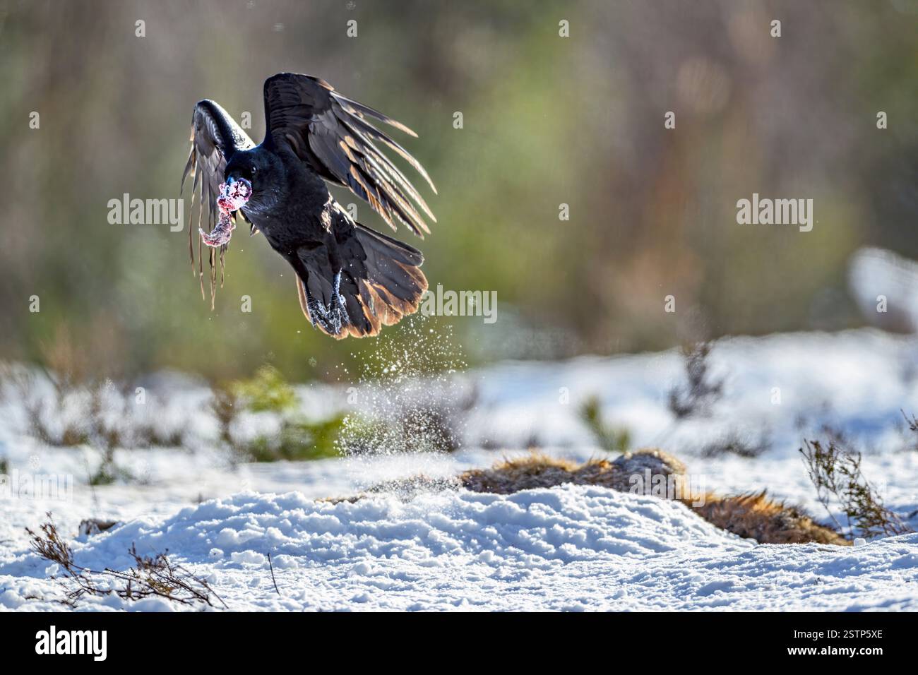 Il corvo comune (Corvus corax) ruba parte della preda. Foto Stock