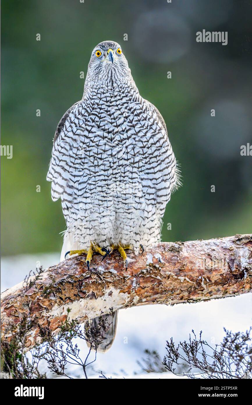goshawk eurasiatico (Astur gentilis gentilis) da Marnadal, Norvegia meridionale a febbraio. Foto Stock goshawk eurasiatico (Astur gentilis gentilis) da Marnadal, Norvegia meridionale a febbraio. Foto Stock