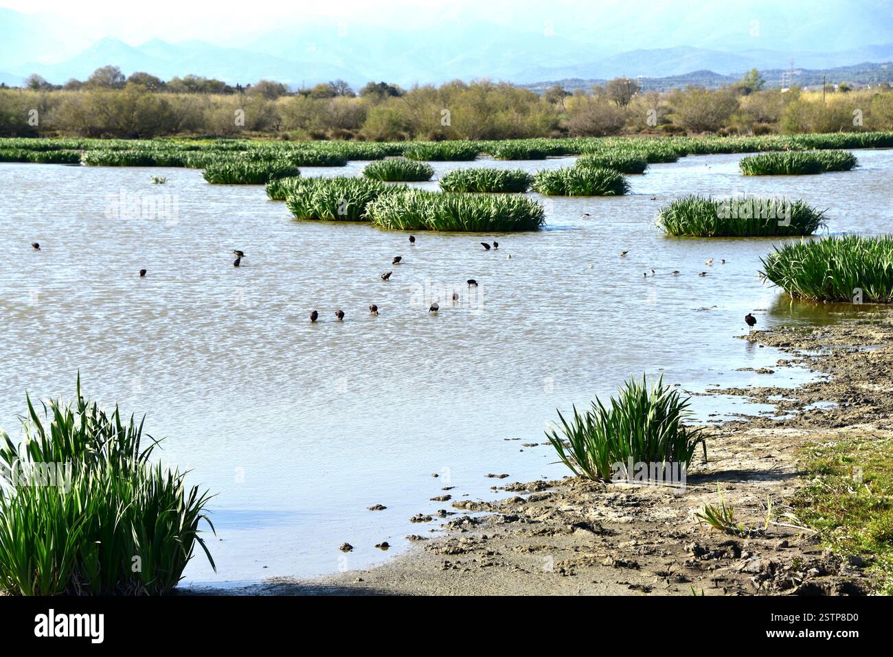 Laguna di Vilaüt, Parco naturale Aiguamolls de l'Empordà. Comune di Pau, Alt Empordà, Girona, Catalogna, Spagna. Foto Stock