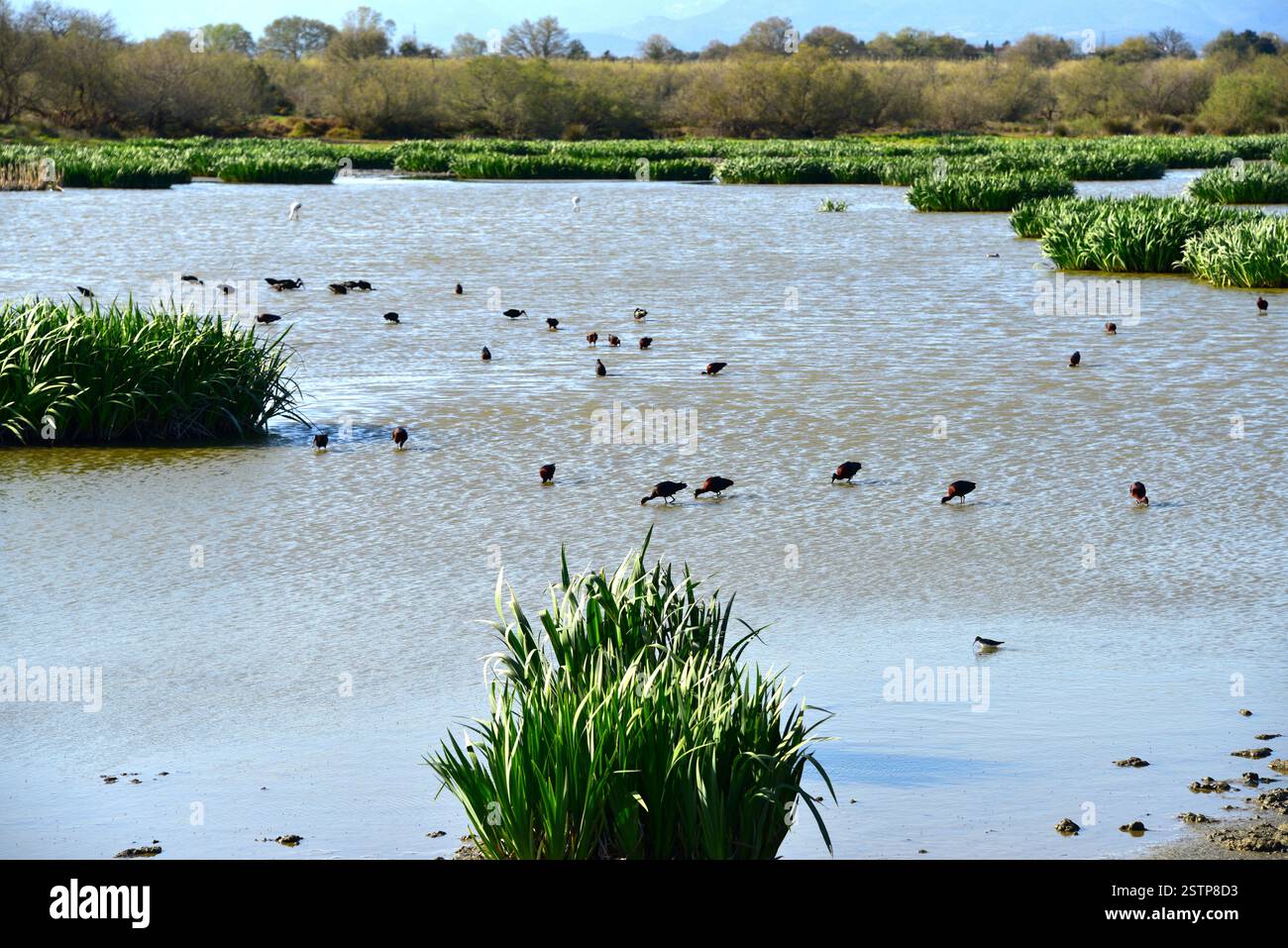 Laguna di Vilaüt, Parco naturale Aiguamolls de l'Empordà. Comune di Pau, Alt Empordà, Girona, Catalogna, Spagna. Foto Stock