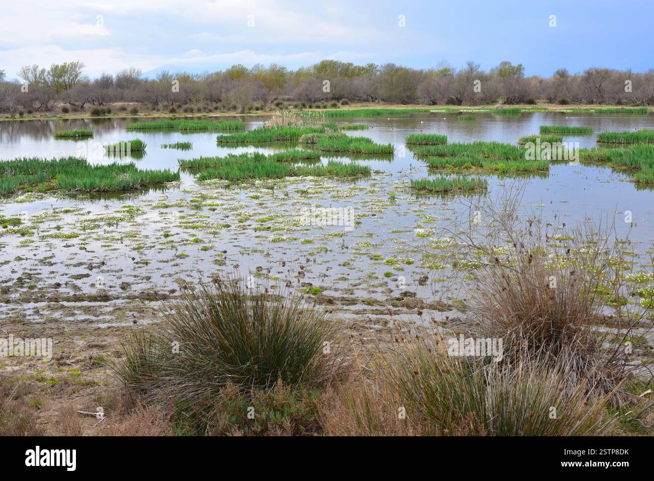 Laguna di Vilaüt, Parco naturale Aiguamolls de l'Empordà. Comune di Pau, Alt Empordà, Girona, Catalogna, Spagna. Foto Stock