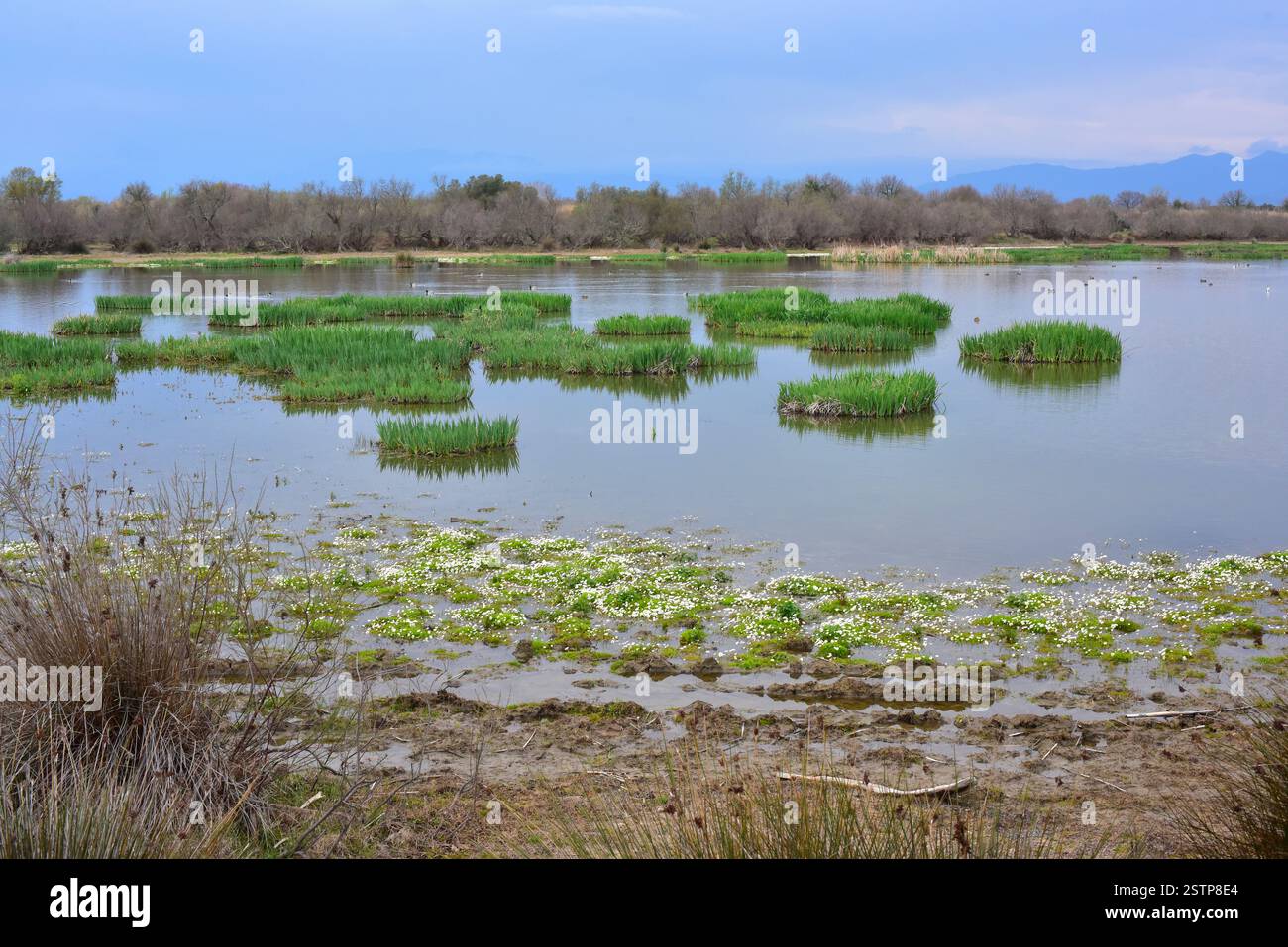 Laguna di Vilaüt, Parco naturale Aiguamolls de l'Empordà. Comune di Pau, Alt Empordà, Girona, Catalogna, Spagna. Foto Stock