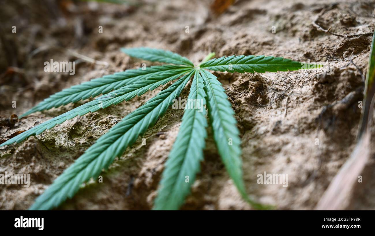 Formula del tetraidrocannabinolo legalizzazione della cannabis e commercio della canapa THC. Foto Stock