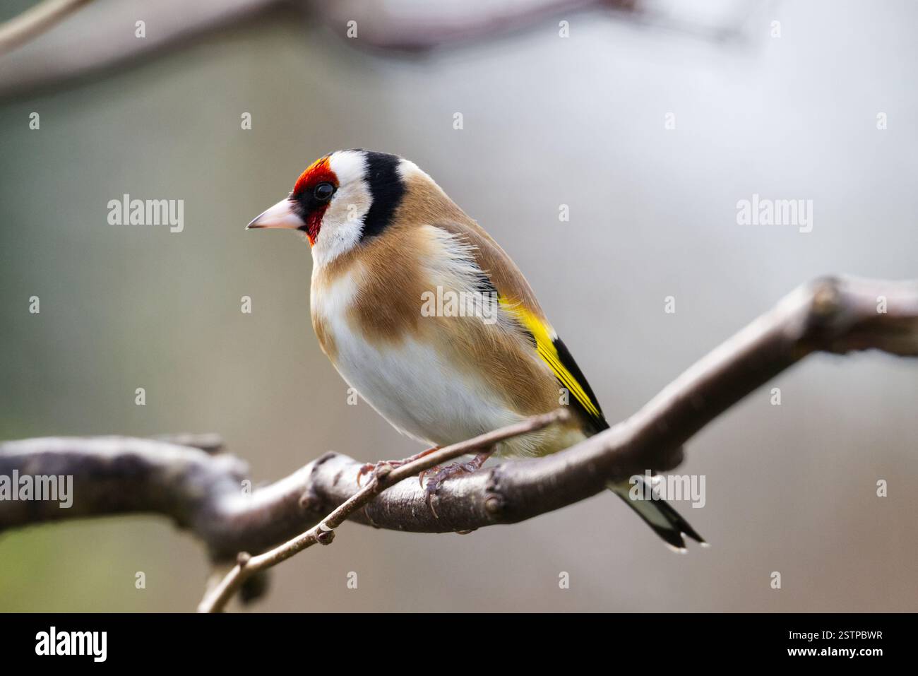 Cardellino sul ramo Foto Stock
