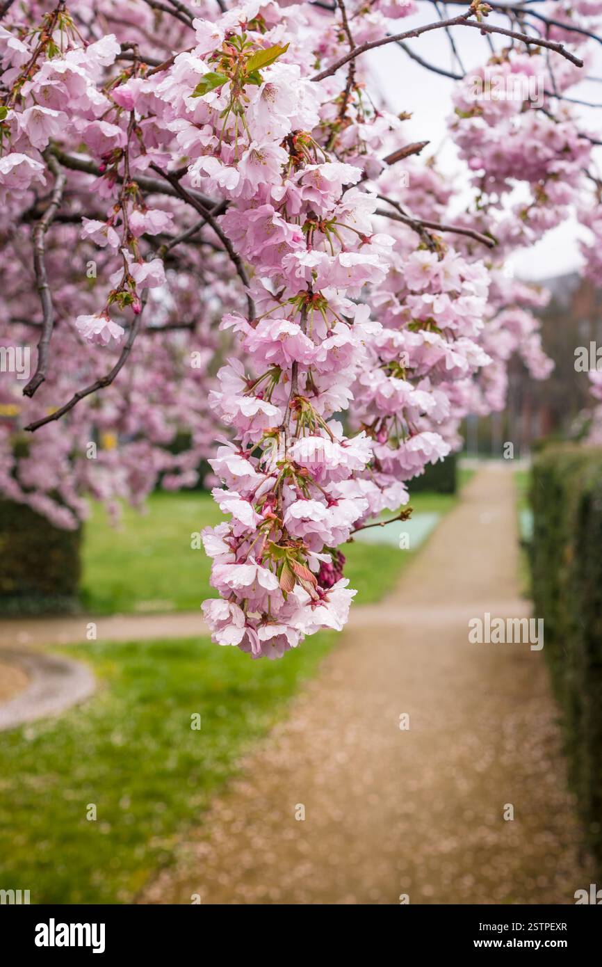 I fiori di sakura. Foto Stock