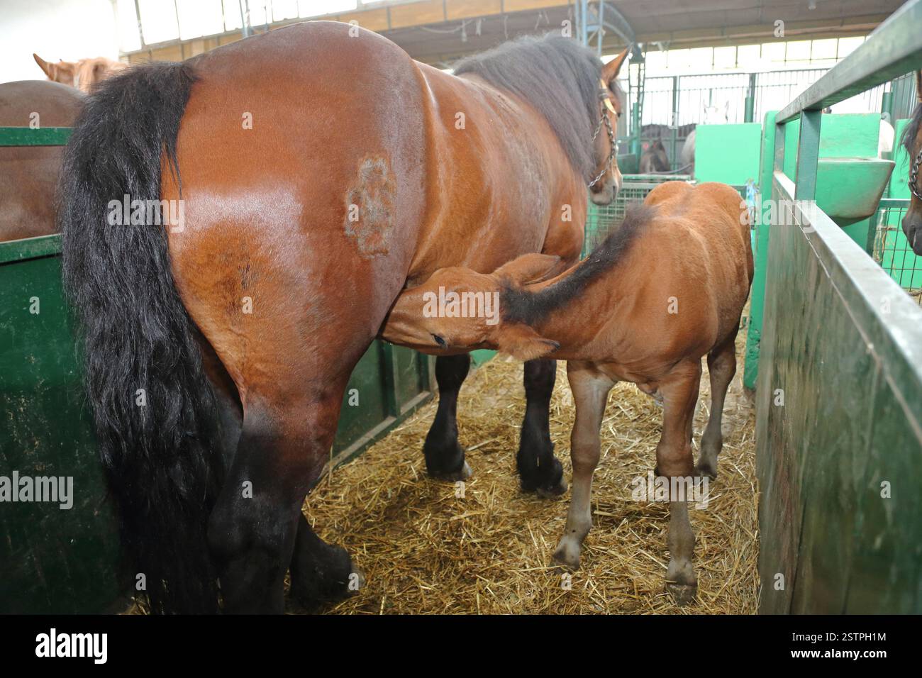 Dam Horse Foal Foto Stock