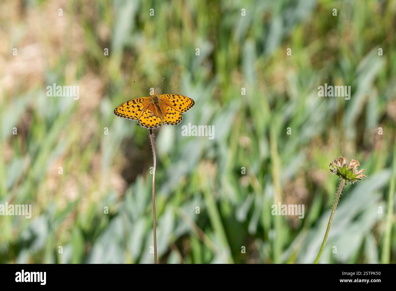 La Fritillaria Verde scuro (Argynnis aglaja). Fritillary verde scuro con le ali aperte. Foto Stock