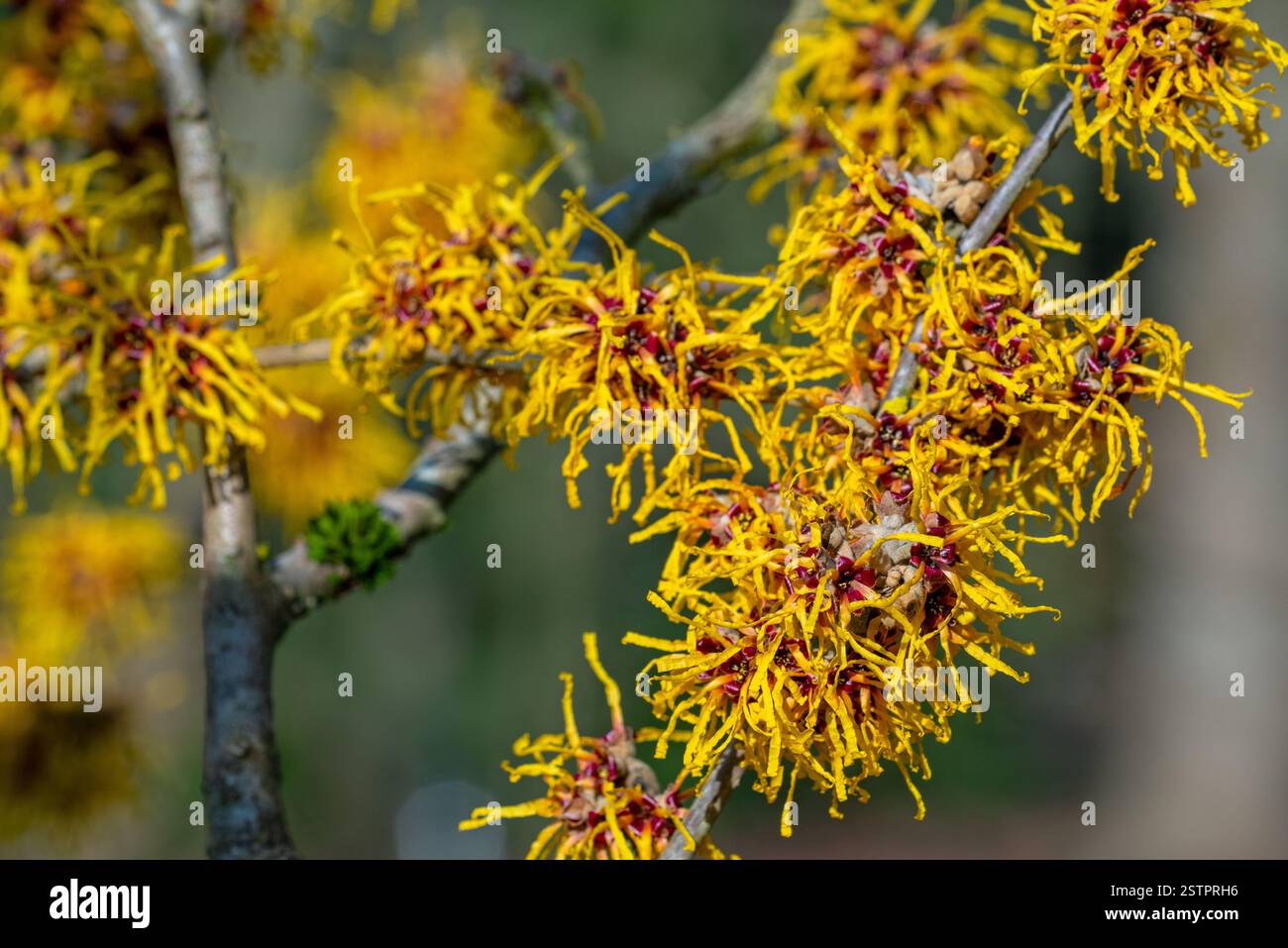 Cultivar ibrido di nocciola strega (Hamamelis x intermedia) Barmstedt Gold, arbusto deciduo che mostra fiori gialli con petali ritorti nel tardo inverno nel parco Foto Stock