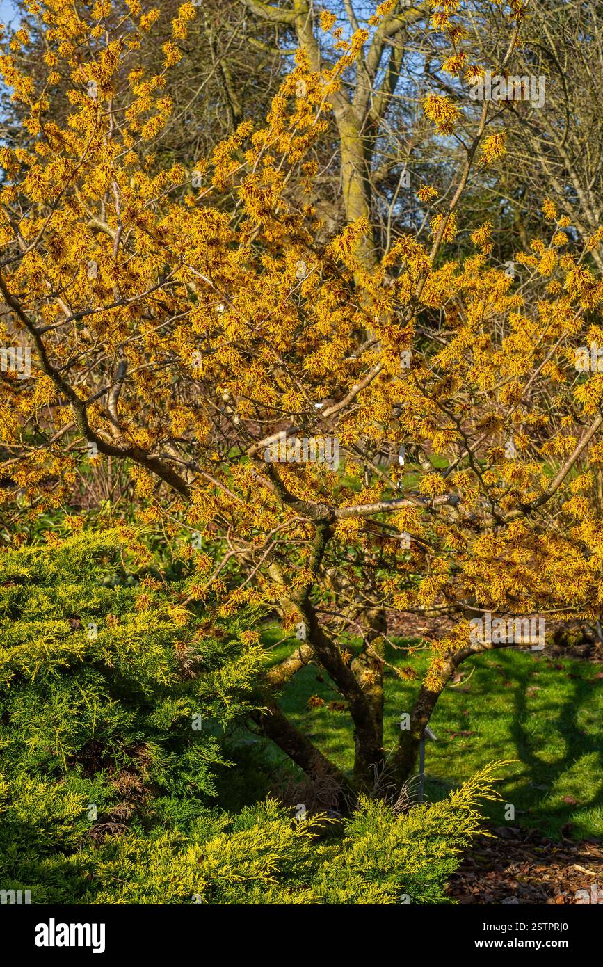 Cultivar ibrido di nocciola strega (Hamamelis x intermedia) Barmstedt Gold, arbusto deciduo che mostra fiori gialli con petali ritorti nel tardo inverno nel parco Foto Stock