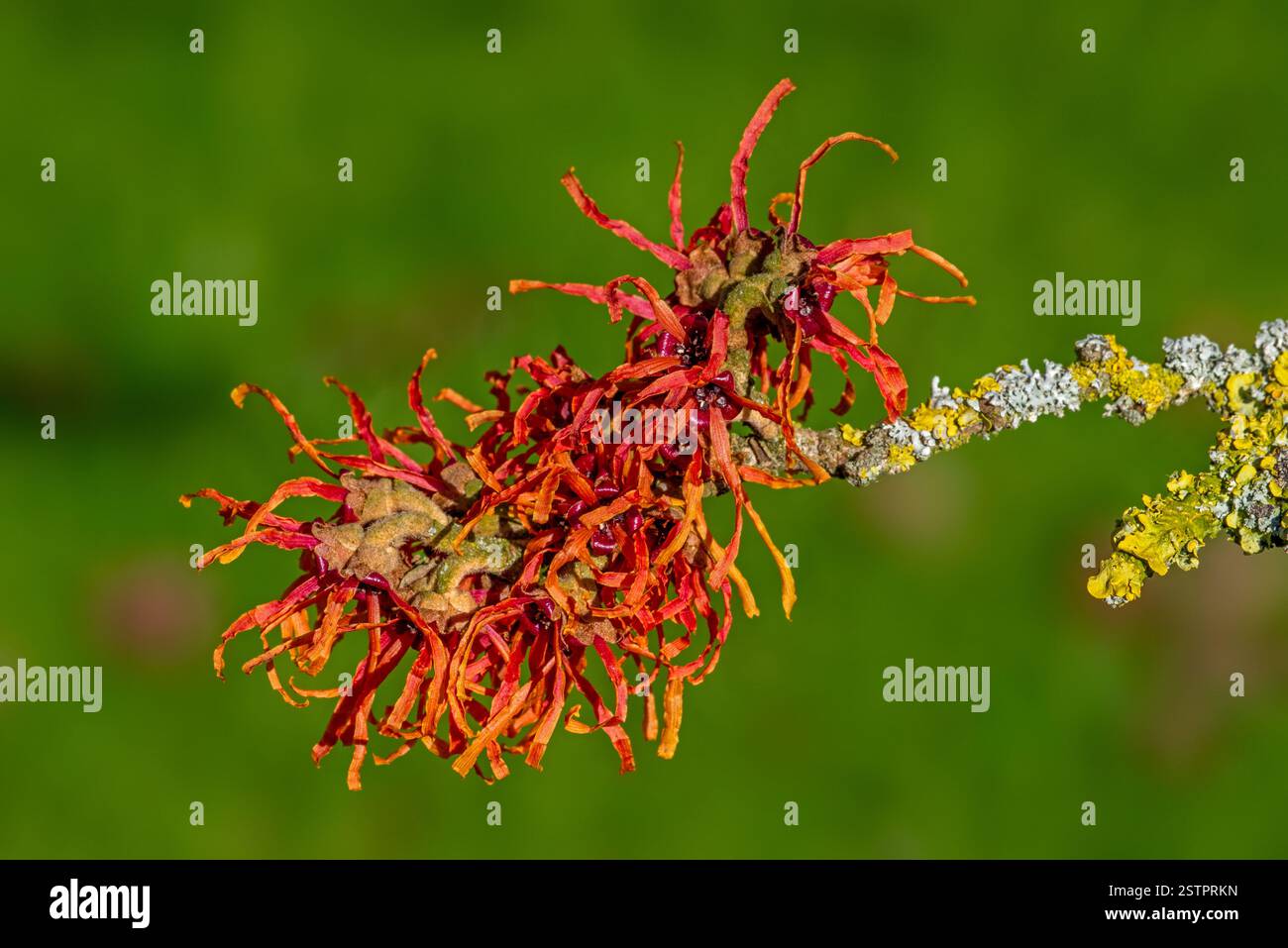 Cultivar Jelena di nocciola strega ibrida (Hamamelis x intermedia), arbusto deciduo che mostra fiori rossi con petali ritorti nel tardo inverno / primavera nel parco Foto Stock