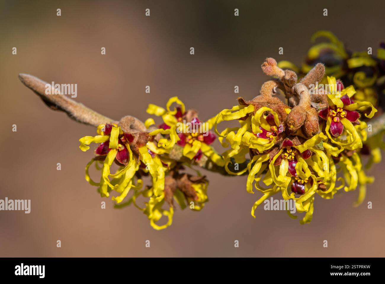 Cultivar Westerstede misto amelis (Hamamelis x intermedia), arbusto deciduo che mostra fiori gialli con petali ritorti nel tardo inverno/primavera Foto Stock