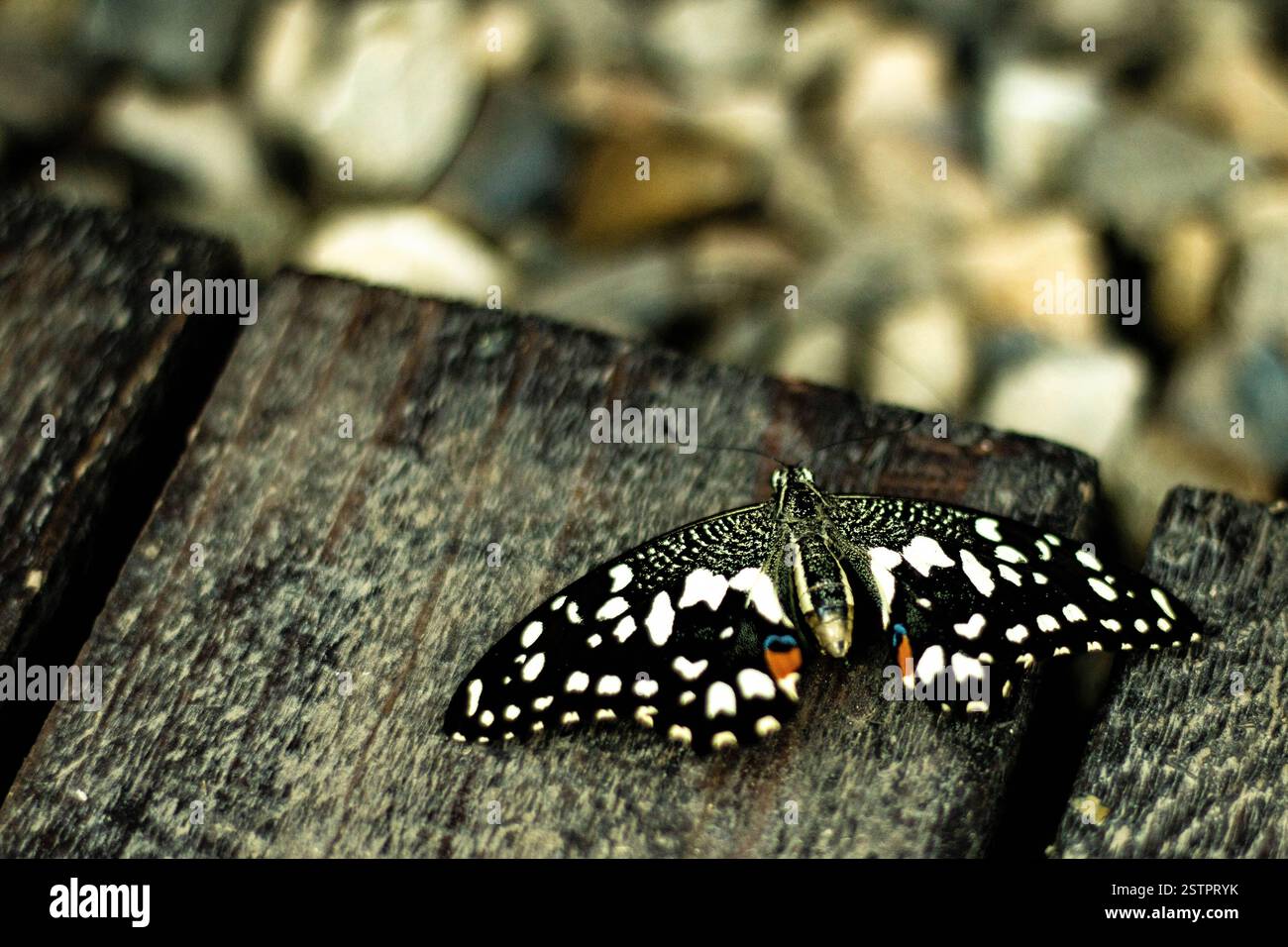 Farfalla tropicale con un motivo molto interessante sulle sue ali seduta su una tavola di legno marrone, con uno sfondo sfocato Foto Stock