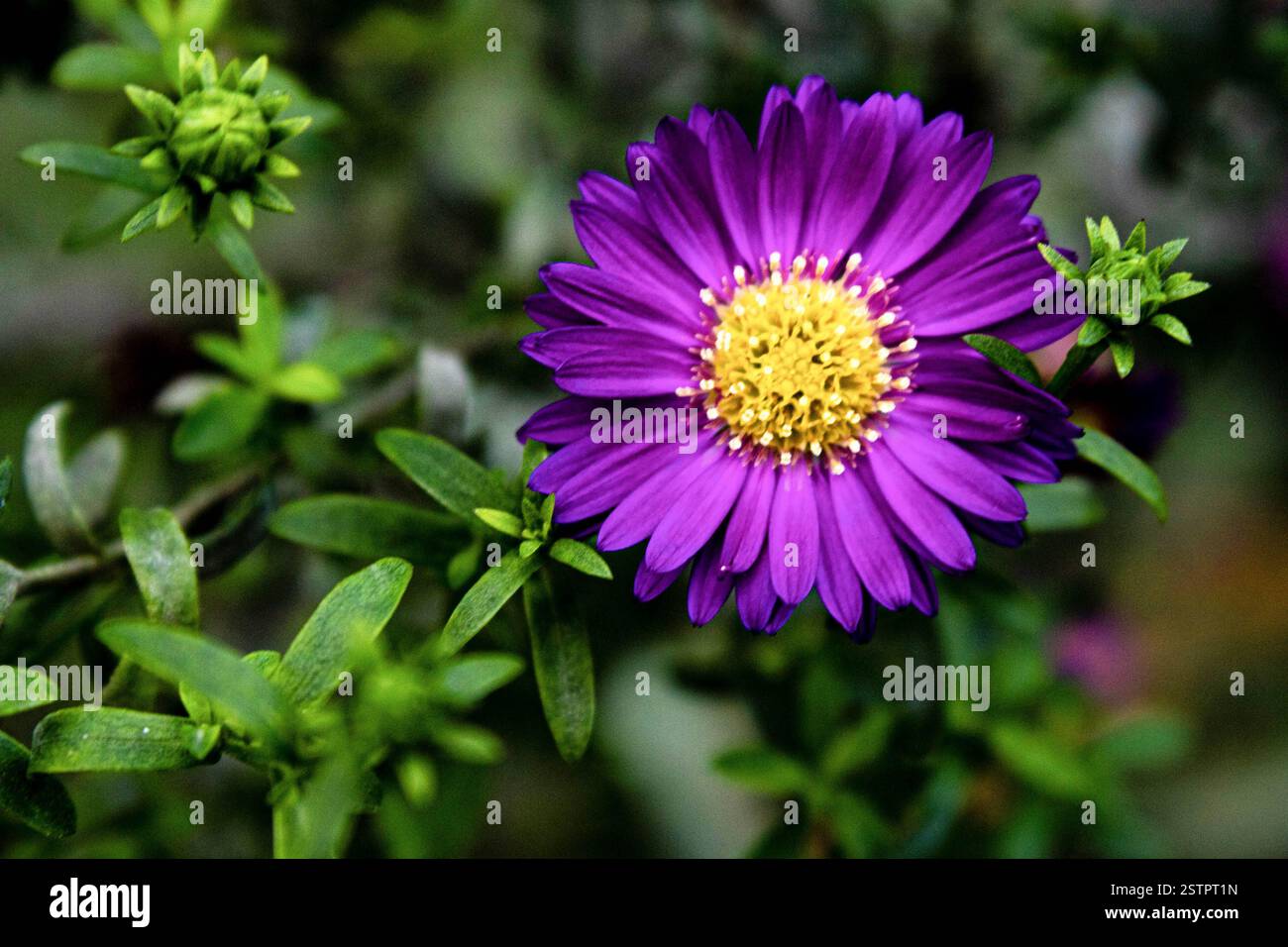 Primo piano di un fiore viola circondato da piccoli boccioli di fiori con sfondo verde sfocato, nel giardino, in estate Foto Stock