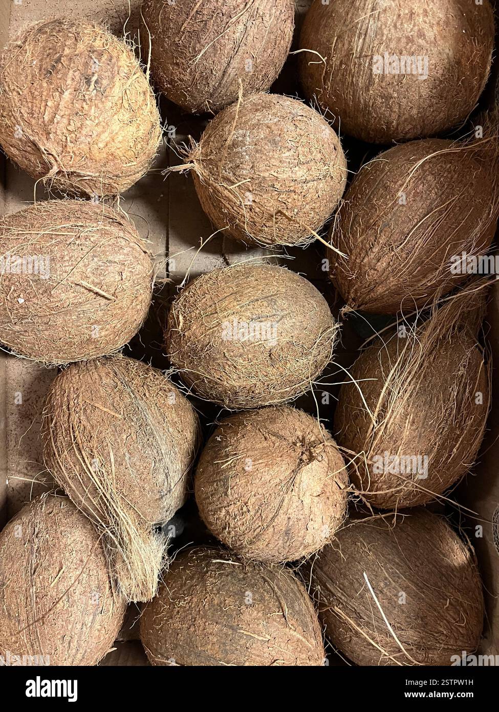 noci di cocco, frutti di cocco, magazzino, stoccaggio, fornitura, produzione, agricoltura, approvvigionamento alimentare, logistica, stoccaggio di ortaggi, distribuzione, catena di approvvigionamento - Immagine stock catturata con smartphone