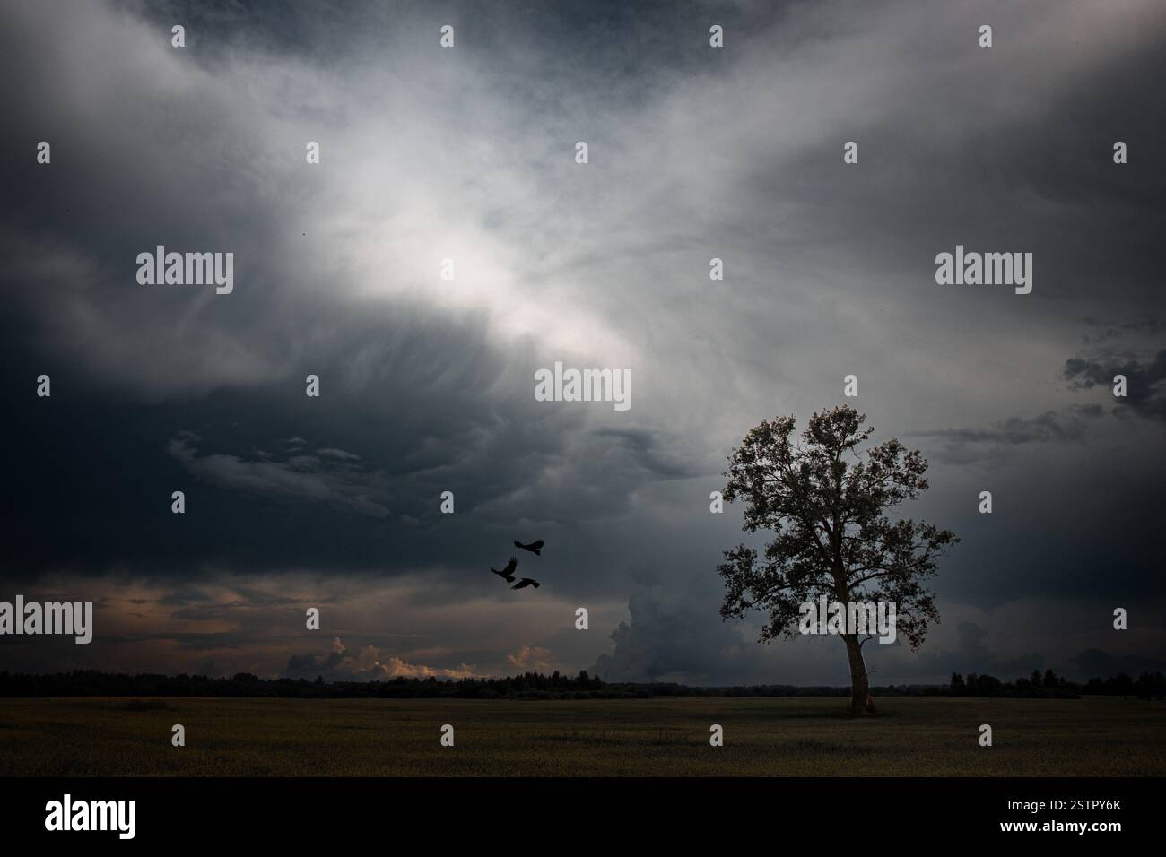 Un albero solitario si erge sotto un cielo buio e tempestoso mentre tre corvi prendono il volo. Le nuvole minacciose e l'illuminazione soffusa. Foto Stock