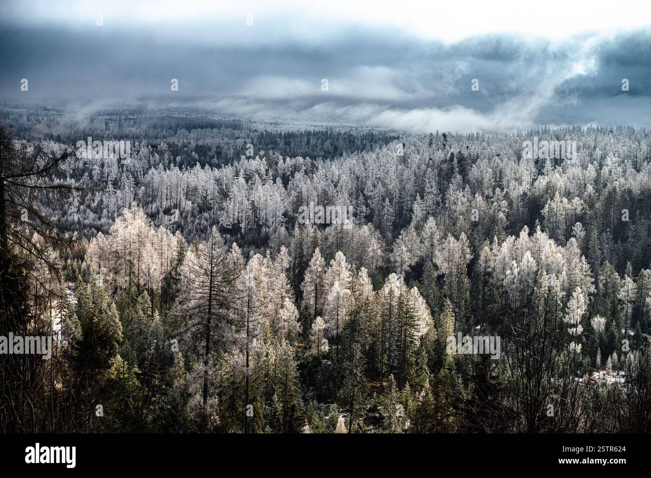 Una magica scena invernale con conifere spolverate di neve e la bellezza della natura Foto Stock