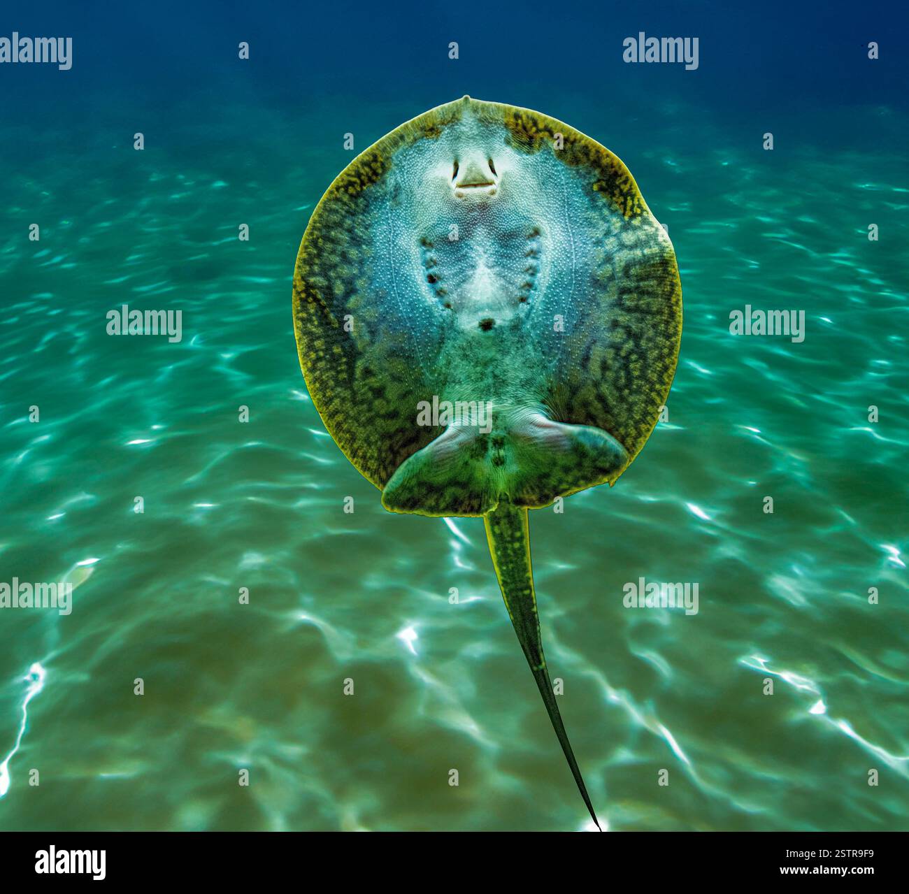 Parte inferiore e di fronte alla foce di un fiume Stingray dalla schiena liscia Foto Stock