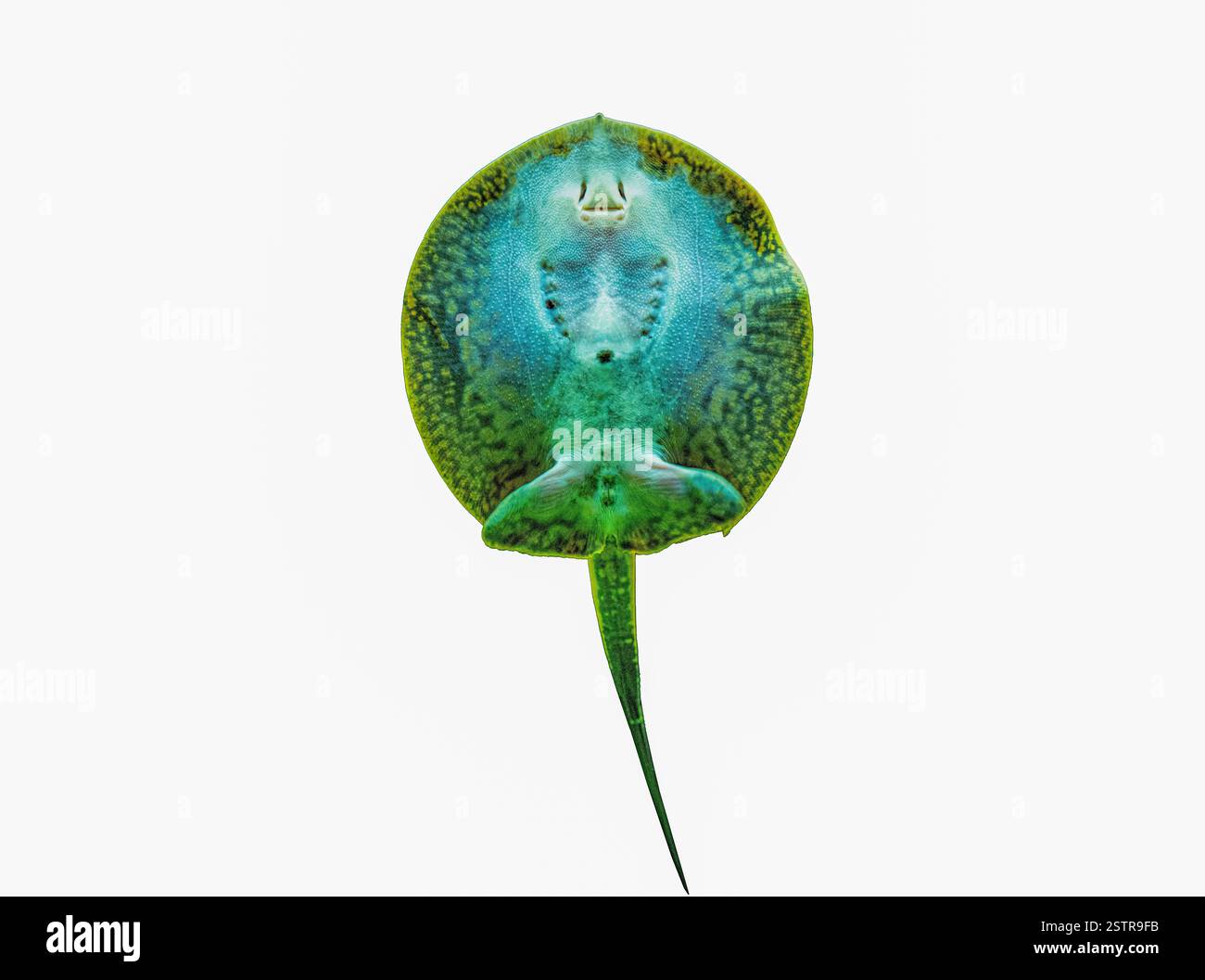 Parte inferiore e faccia di una foce di un fiume Stingray dalla schiena liscia isolato Foto Stock
