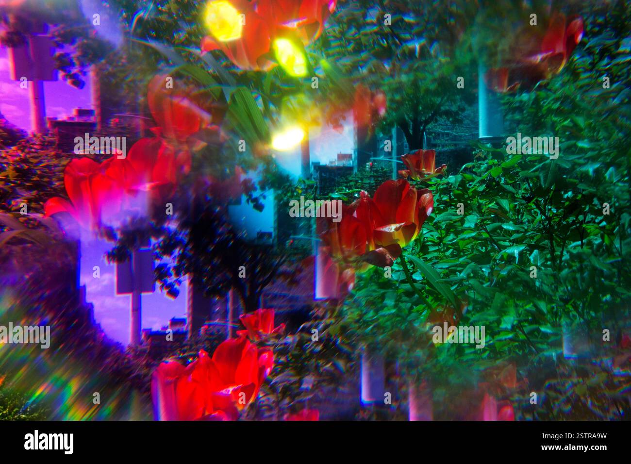 Bellezza floreale con effetti di luce da sogno Foto Stock