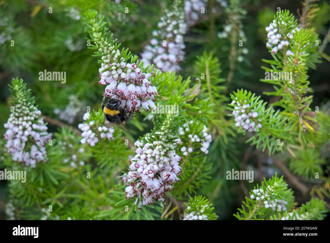 Bumblebee Foraging, heather Foto Stock