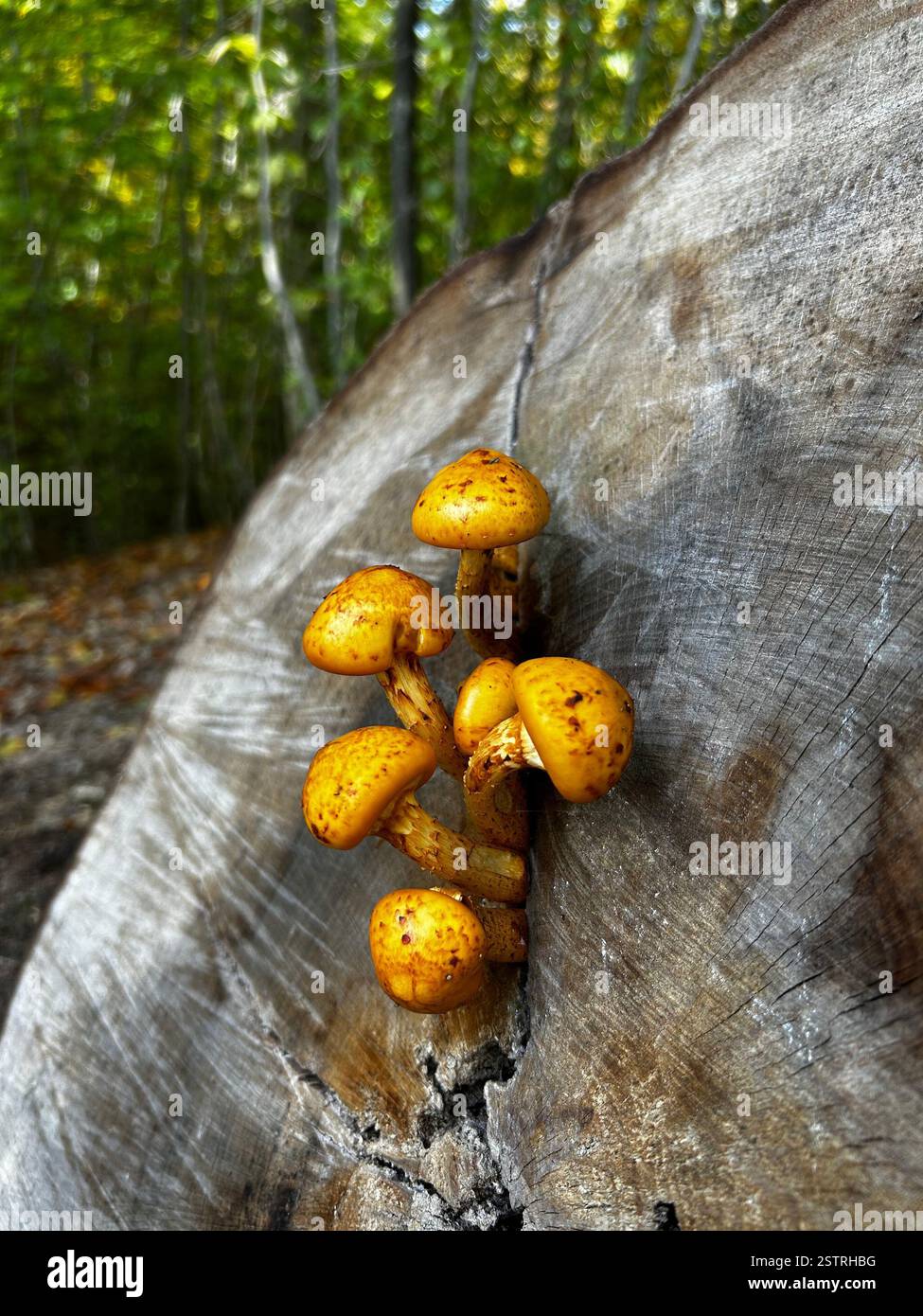 Gemme nascoste della foresta! Questi vibranti funghi arancioni portano un tocco di magia nel bosco, le piccole sorprese della natura che aspettano di essere scoperte. Foto Stock