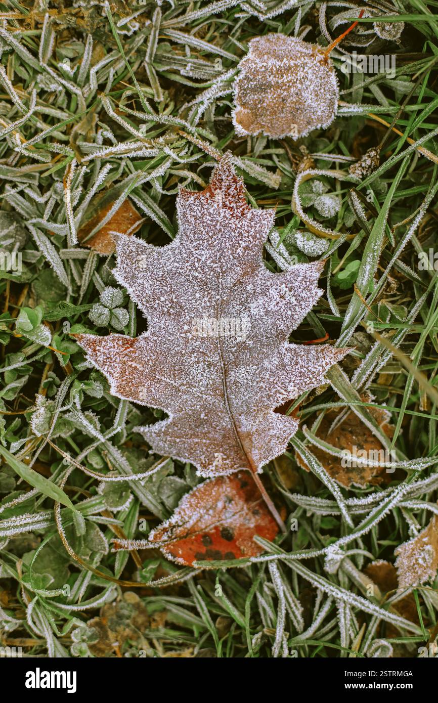 Foglie ricoperte di ghiaccio e erba in una fredda mattinata Foto Stock