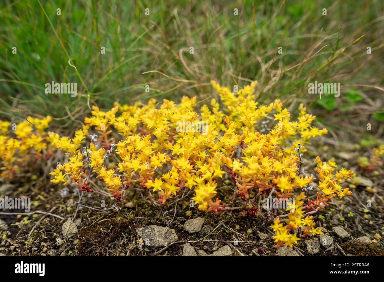 Sedum acre blossom in natura. Close-up. Foto Stock