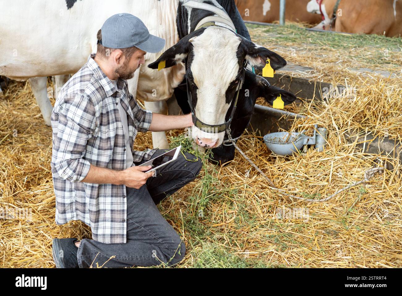 Agricoltore che utilizza un tablet digitale per ispezionare le mucche in un allevamento di bestiame Foto Stock