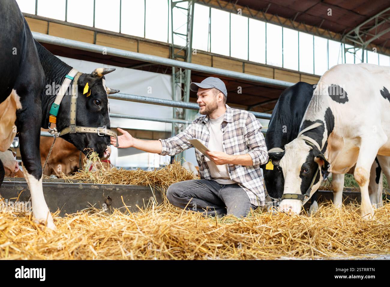 Agricoltore che utilizza un tablet digitale per ispezionare le mucche in un allevamento di bestiame Foto Stock