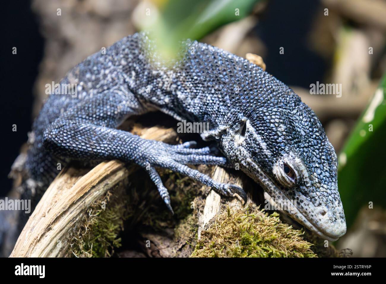 Primo piano di un varano (Varanus macraei) che poggia su un ramo, mostrando le sue vivaci scale blu e la sua trama intricata. Foto Stock