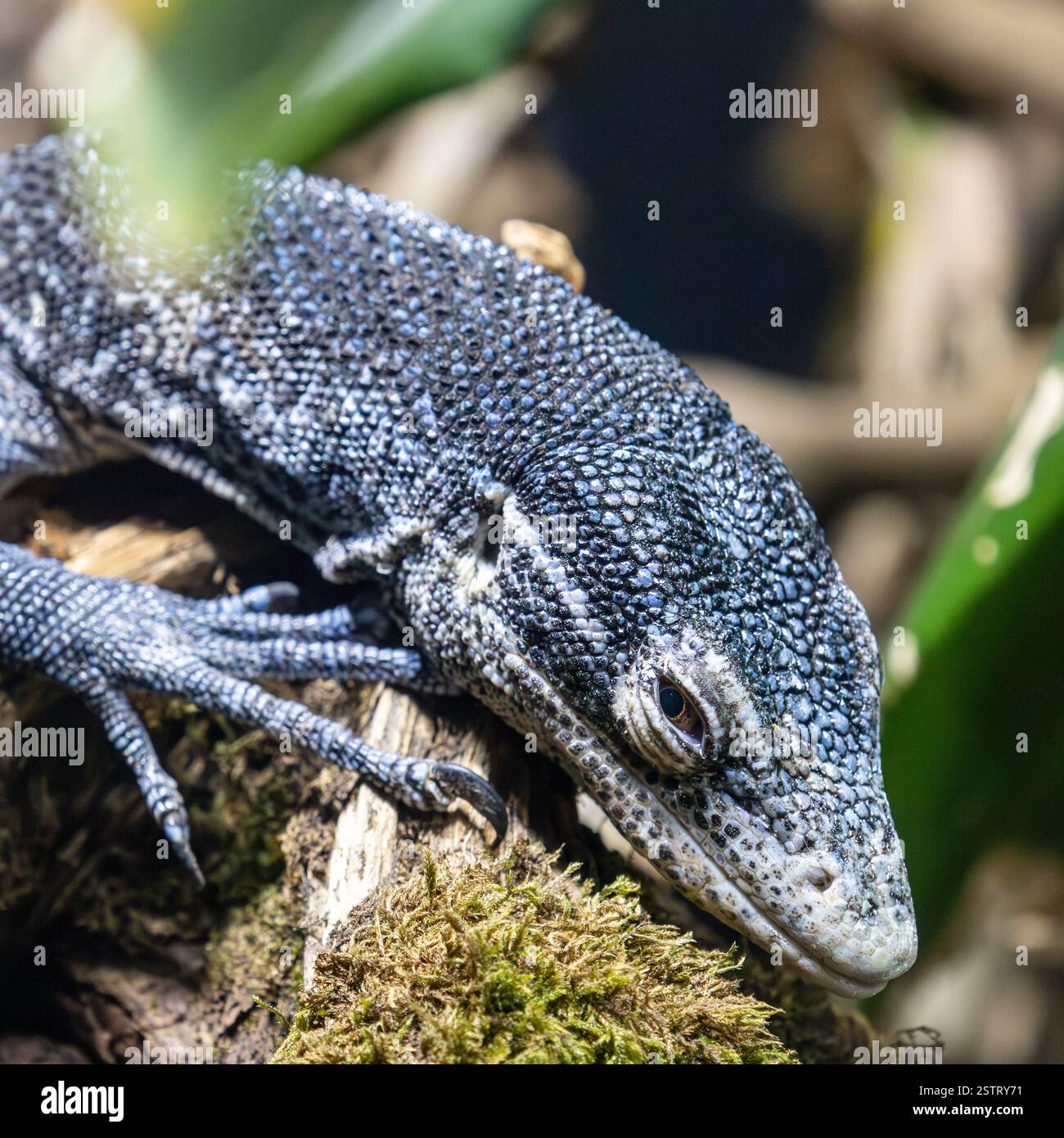 Primo piano di un varano (Varanus macraei) che poggia su un ramo, mostrando le sue vivaci scale blu e la sua trama intricata. Foto Stock