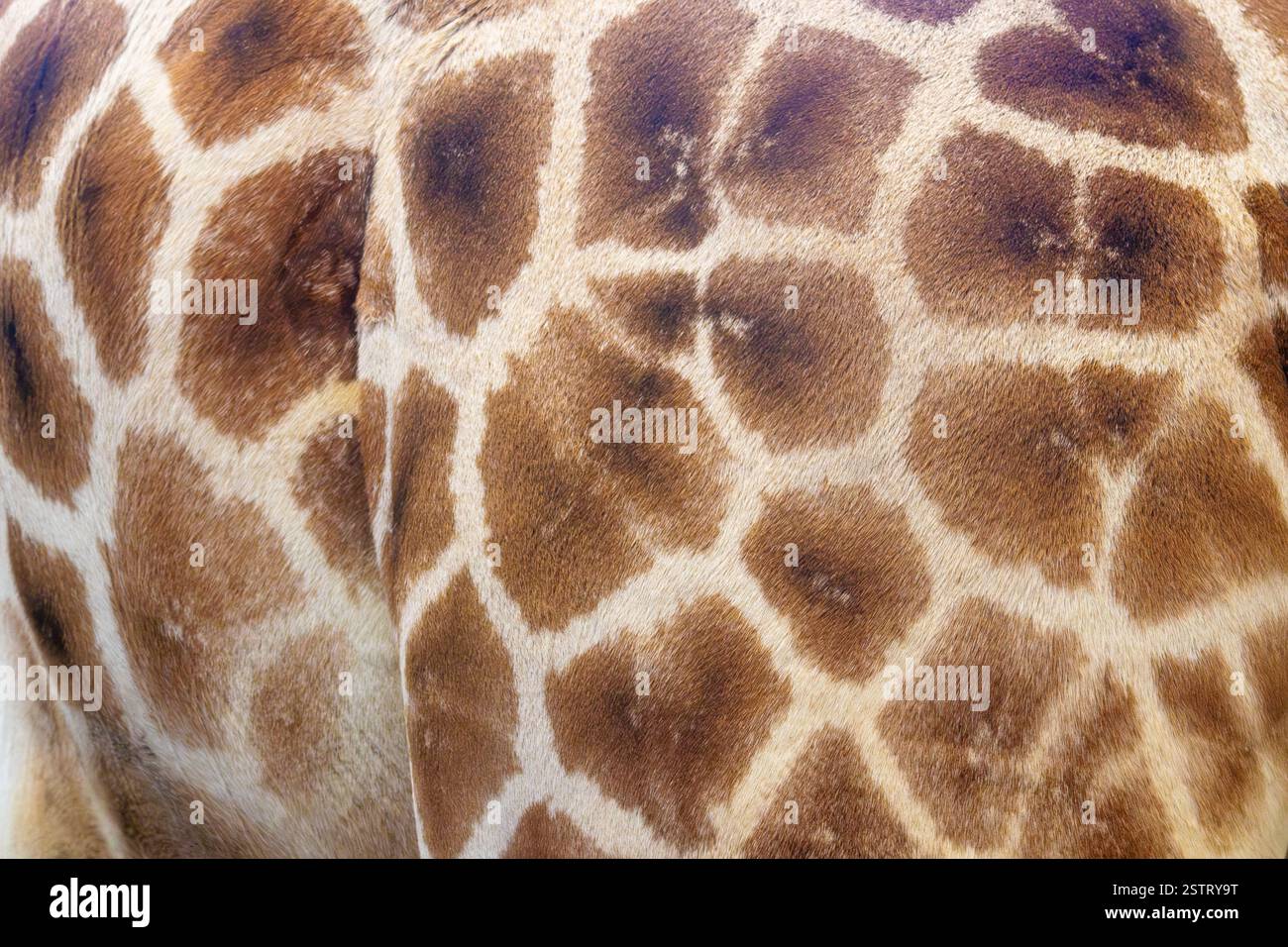Primo piano dettagliato dell'esclusivo motivo di pelliccia di una giraffa con toppe marroni e linee bianche. Foto Stock